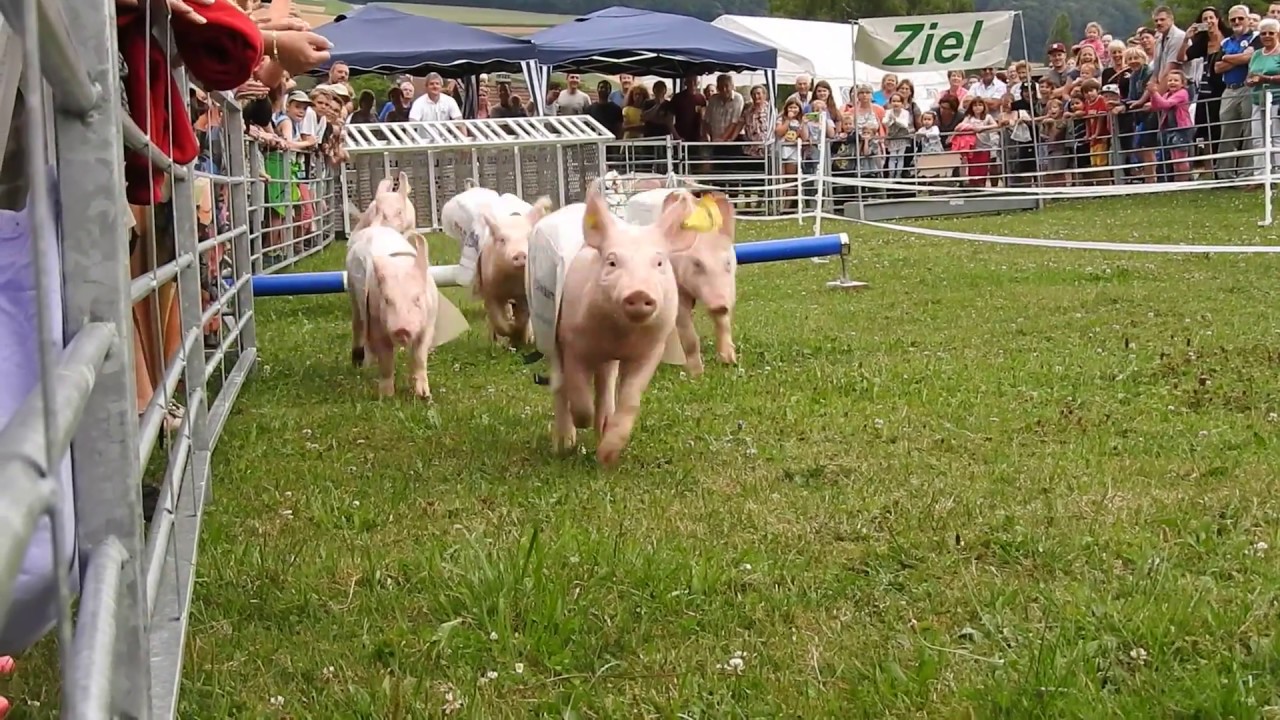 Saulirennen 子豚レース 第1レース 17 0722 Youtube