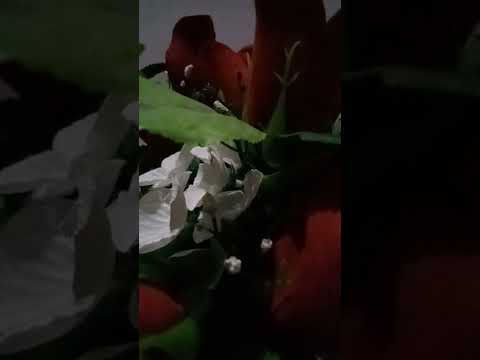 Abdulkadir Geylani Hz.ks.Tevhid