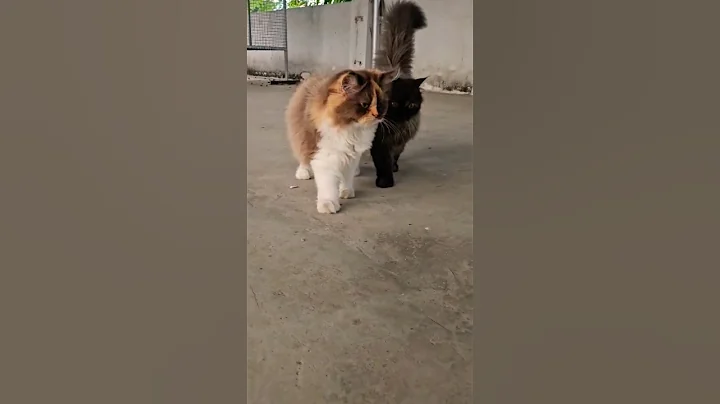 Watch the video about Playful Persian Cats 🐈😺 #cats #persiancat #nature #animals #kanniyakumari #tamil #wildlife #pets
