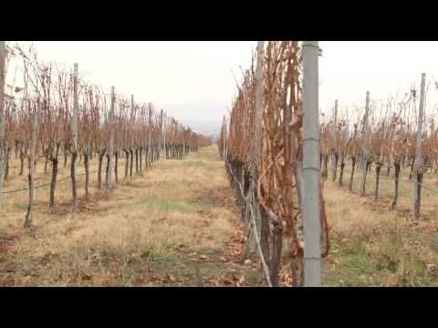 აფხაზური ვაზის ჯიშები