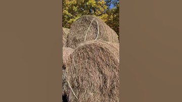 Hauling the last Bales of the year Home! #agriculture #farming #farm #justmakingit #tractor #hay