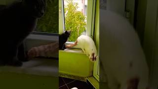 Tiriplere Bak Hele..