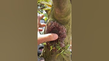 Keo mau liền sẹo sử dụng cho các loại cây kiểng. (Sơn 0943500017)