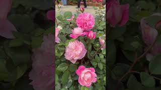 Beautiful Pink Roses