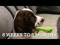 English Springer Spaniel - 8 Weeks to 6 Months の動画、YouTube動画。