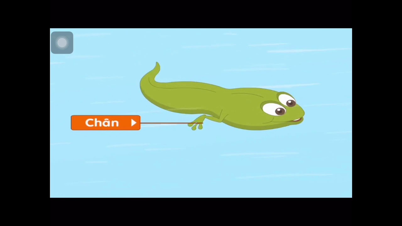 Vòng đời của Ếch - Khám phá Khoa học - Nguyễn Hương Vi - Thư …