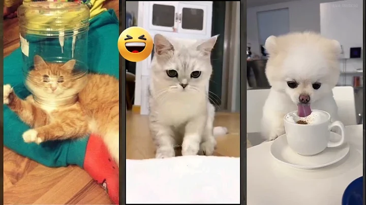 Video 11800071: funny cat talking, eating dogs cats funny, funniest cats dogs funny, funny animals funniest cats, cat lovers funny