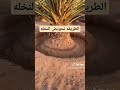 تحويض النخله بطريقة الصحيحه Freefire اقتباسات Free Net Money الشعب الصيني ماله حل 