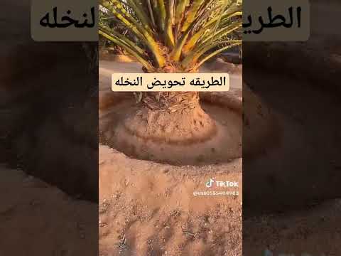 تحويض النخله بطريقة الصحيحه  اقتباسات    الشعب الصيني ماله حل