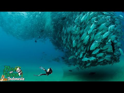 Video: Ikan Laut Merah: penerangan dan ciri. Flora dan fauna Laut Merah