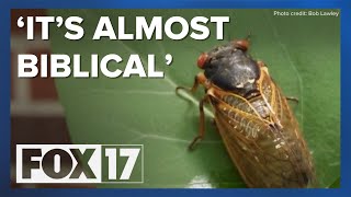 GVSU professor describes rare Midwest cicada emergence