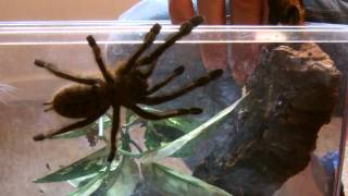 Singapor Blue Tarantula Lampropelma Violaceopes