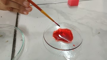 CLASS 11th bio Practical--T.S DICOT STEM SLIDE PREPARATION # BP(BIOLOGY)# CANVAS