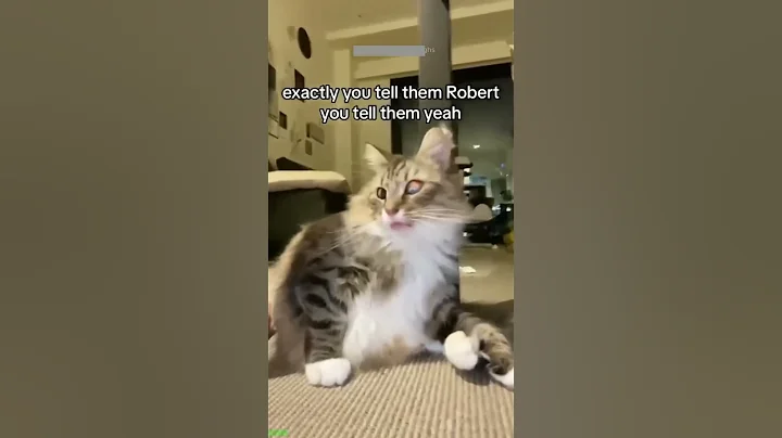 Video 11858621: cat dog fight funny, kittens meowing cute, scared cats funny, funny cat dog reaction