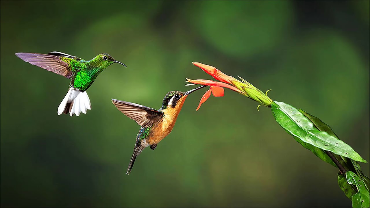 Ventura Birds 1996 (Extended Version) YouTube