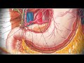 Анатомия с АВ. Грудная и брюшная аорта (aorta thoracica et abdominalis).