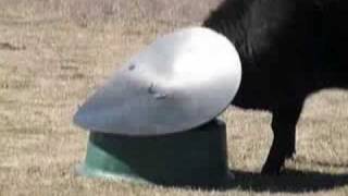 Cattle Feeder Sep08 Australia Ideal cattle feeder especially for dry licks and set ration feeding. Weather proof.