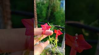 How To Grow Cypress Plants From Seeds