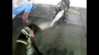 Holland Apbt Nationals 24-02-2013 Film 11