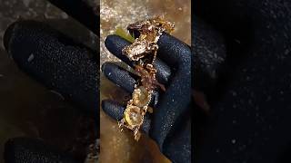 Beach Find – Gold Bracelet Found Underwater! #bestmetaldetector #beachfind