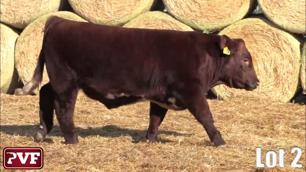 Paint Valley Farms 2023 The Bull Sale Lot 02 YouTube