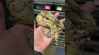 Crazy Clown Double Het Desert Ghost Ultramel! #ballpython #ballpythonbreeder