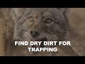 How to find dry dirt for trapping in cold or wet conditions  the management advantage