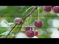 Red ripe cherry berries with dew drops on a cherry tree twig