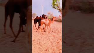 camel 🐪🐪 #shortsvideo