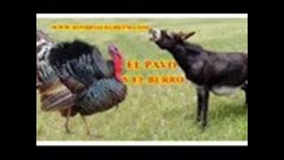 LOS HIJOS DEL REY, EL BURRO Y EL  PAVOwmv