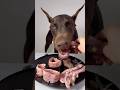 ASMR🔥生肉を食べるドーベルマン🥩#ドーベルマン　#doberman #dogasmr #asmr #咀嚼音 #犬ご飯　#mukbang #rawfood #dogmukbang #犬の咀嚼