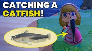 CATFISH Animal Crossing: How to catch, Sell price & Spawn Time