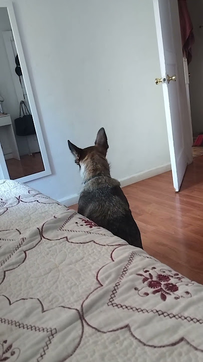 #germanshepherd #dog