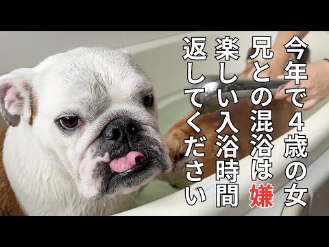 楽しいお風呂も、兄犬が入浴した瞬間から地獄温泉と化してテンションゼロになるブルドッグ…