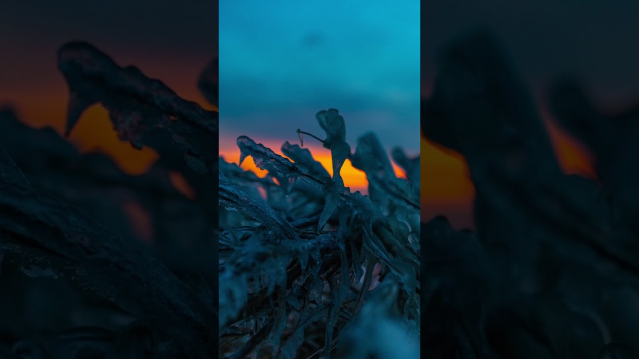 Canon r5 with sigma 35mm art. 