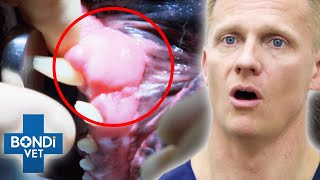 Rescue Dog Has Nightmare Mouth Vet On The Hill Clips Bondi Vet