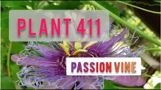 Plant 411: What is Passionvine Incense? Tips on growing Purple passionvine/maypop