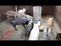 Бункерная кормушка для свиней из газового баллона своими руками. Bunker feeding trough for pigs.