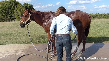 Smart Lil Legacy    ***For info, price, etc., go to our website*** Valley View Ranch