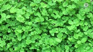 🍀Leprechaun Hunt 🍀 Brain Break 🍀 St Patricks Day 🍀 Bear Hunt