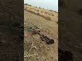 Walking Through Harvested Croplands and Farm Life