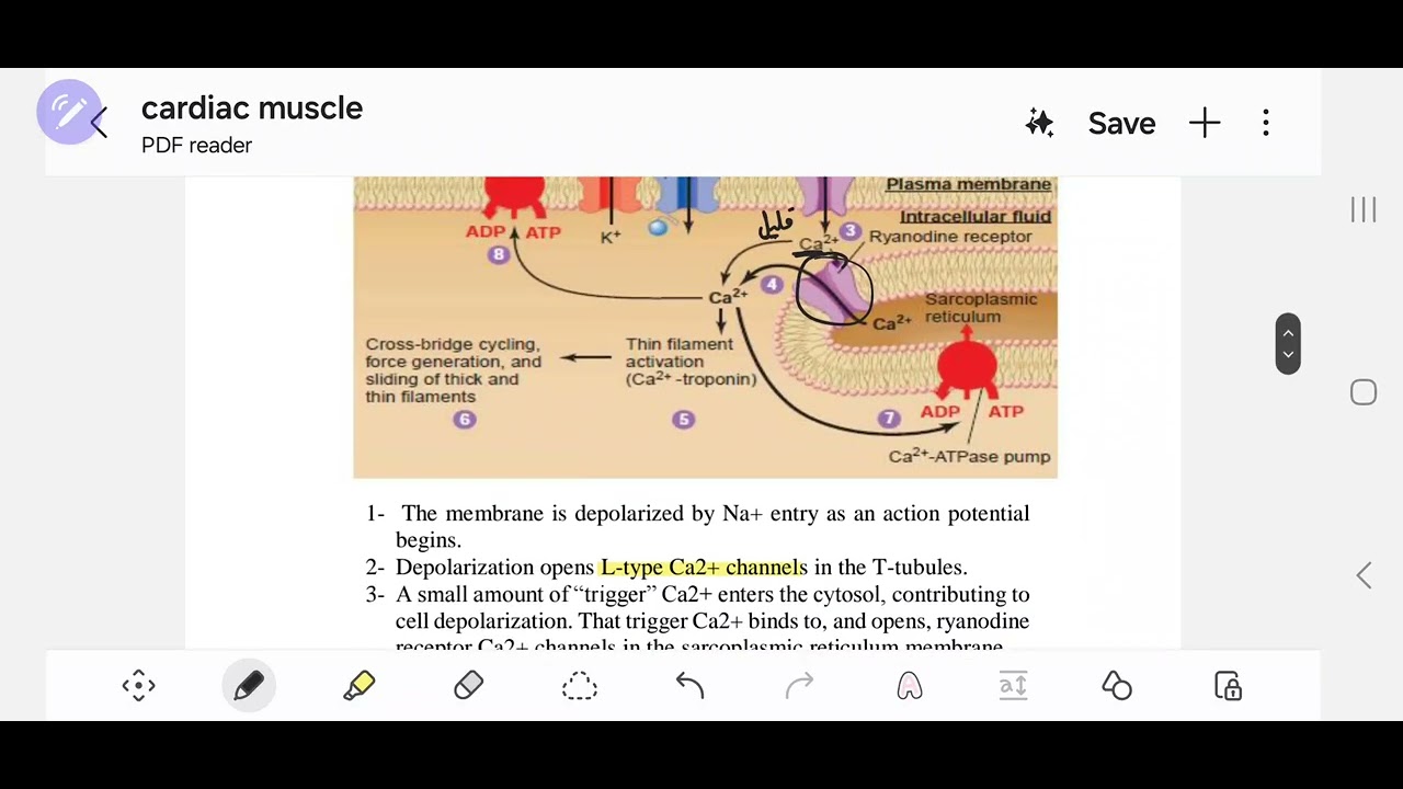 mechanism of cardiac muscle contraction - YouTube