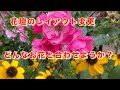 つるバラ・アンジェラ/ルドベキア・タカオ(宿根草)