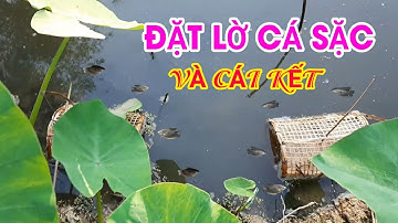 Lần đầu đặt lờ cá sặc và cái kết | fishing
