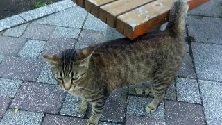 キジトラ猫をモフモフしようとしたら他の猫も集まってきた。
