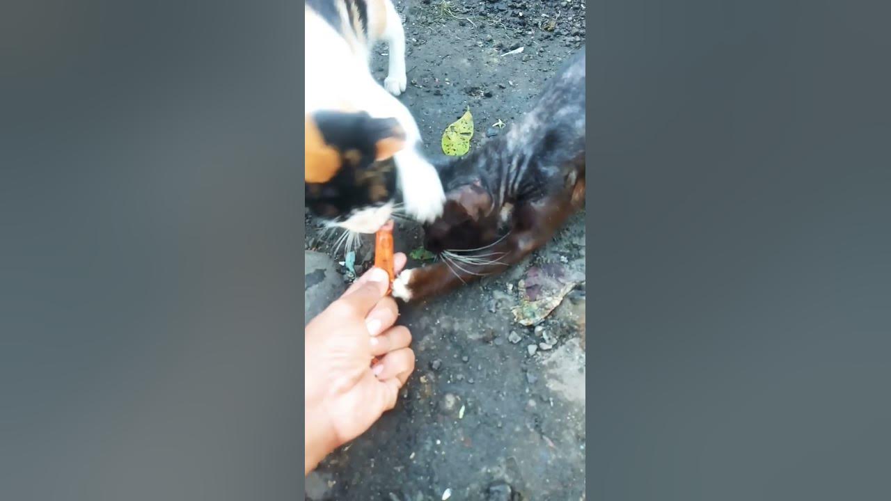feeding-stray-cat-youtube