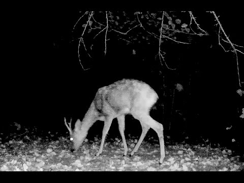 Video: In Nebraska Hat Eine Wildüberwachungskamera Mehrere UFOs - Alternative Ansicht