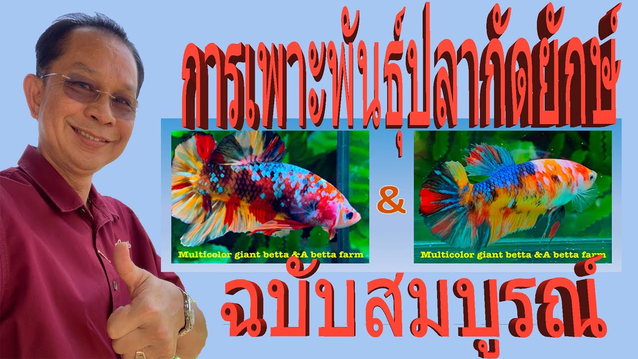 การเพาะพันธุ์ปลากัดยักษ์ #Multicolor #Giant Betta @A betta farm