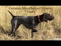 GSP puppy learning how to hunt! GSP puppy learning how to hunt!