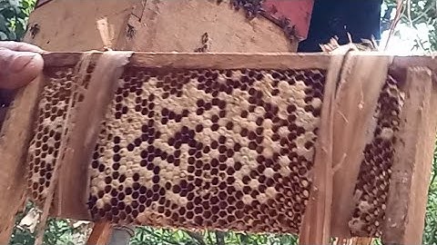 Catching a swarm colony and installing into a hive with brood frames
